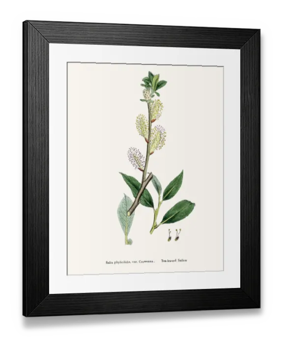 Framed Print : Willow medicinal tree remedy for aches and fever Framed Print : Willow medicinal tree remedy for aches and fever