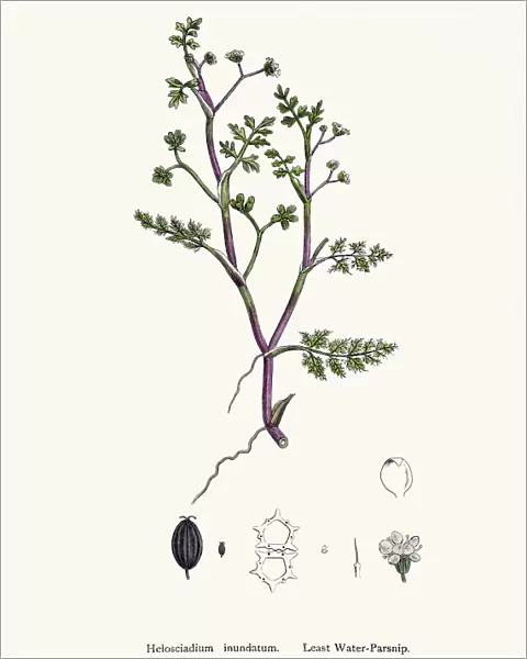 Water Parsnip plant used as diuretic and lazative