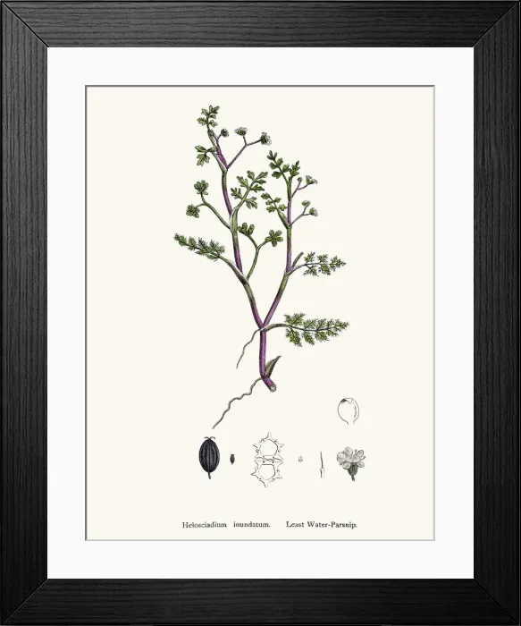 Framed Print : Water Parsnip plant used as diuretic and lazative Framed Print : Water Parsnip plant used as diuretic and lazative