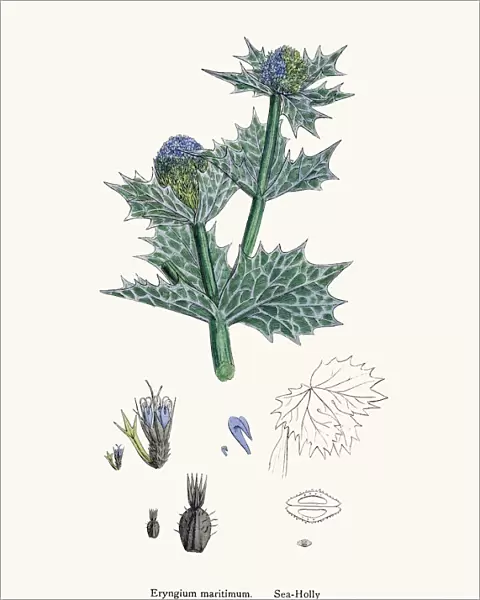 Sea Holly plant against bladder disease and as tonic