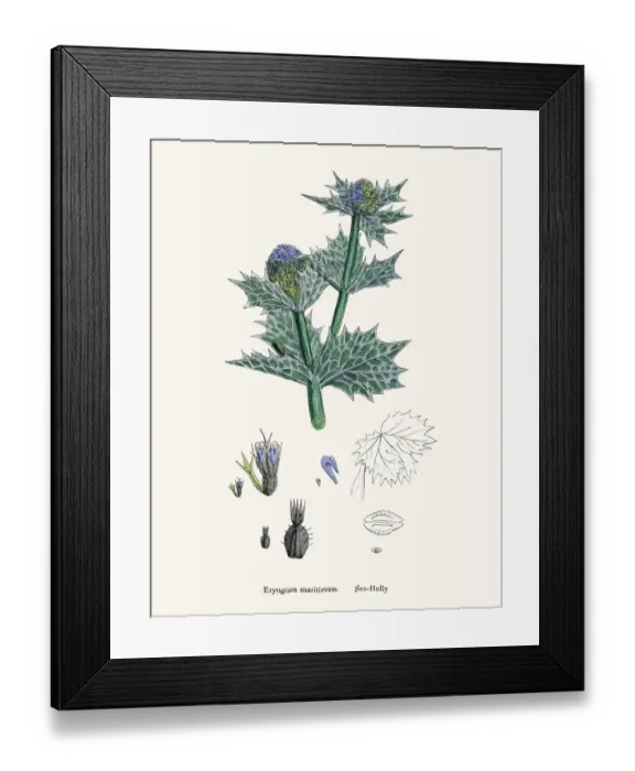 Framed Print : Sea Holly plant against bladder disease and as tonic