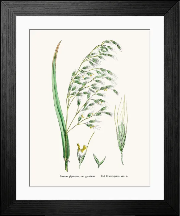 Framed Print : Brome grasses evasive weeds Framed Print : Brome grasses evasive weeds