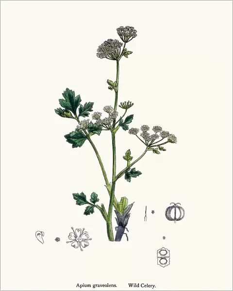 Wild celery plant used as diuretic and lazative