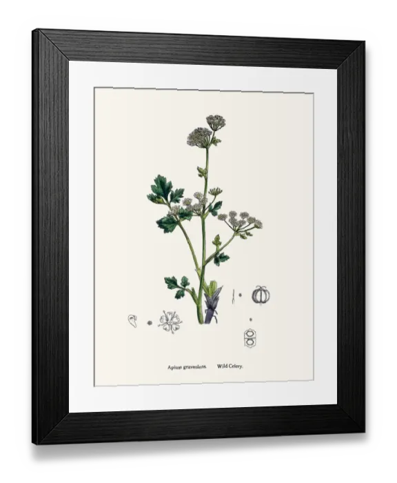 Framed Print : Wild celery plant used as diuretic and lazative Framed Print : Wild celery plant used as diuretic and lazative