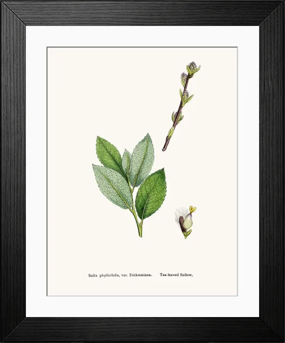 Framed Print : Willow medicinal tree remedy for aches and fever Framed Print : Willow medicinal tree remedy for aches and fever