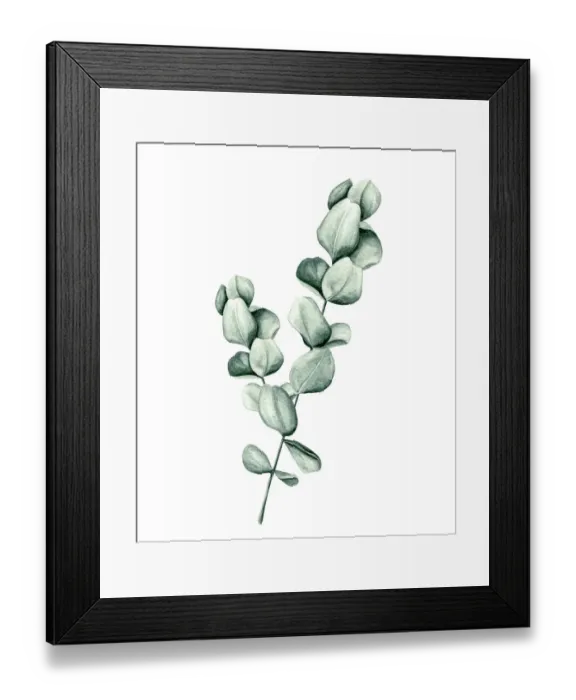 Framed Print : Watercolor eucalyptus leaf Framed Print : Watercolor eucalyptus leaf