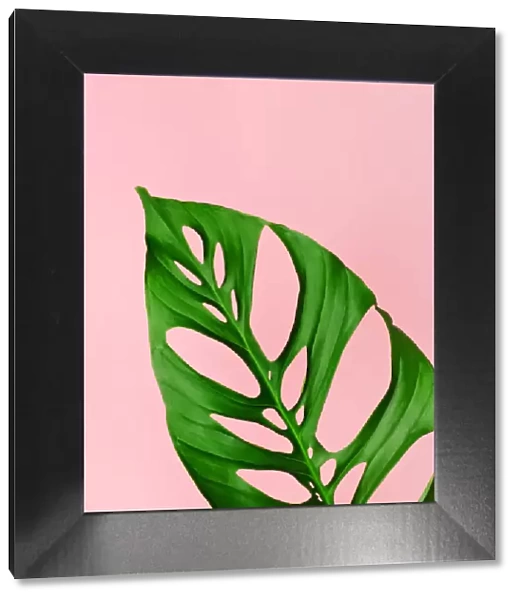 Philodendron leaf on pink