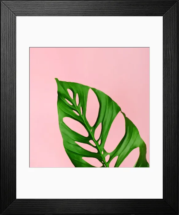 Framed Print : Philodendron leaf on pink Framed Print : Philodendron leaf on pink