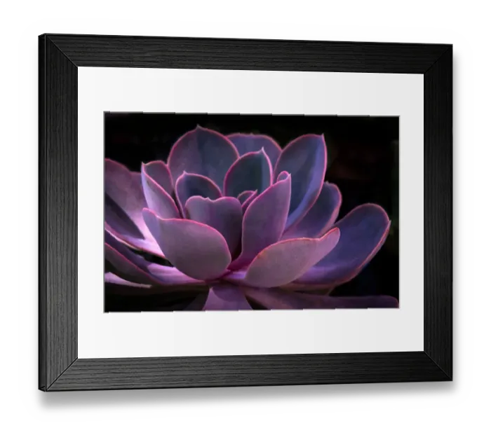 Framed Print : Leaves of Succulent Echeveria Plant in Saturated Colour Framed Print : Leaves of Succulent Echeveria Plant in Saturated Colour