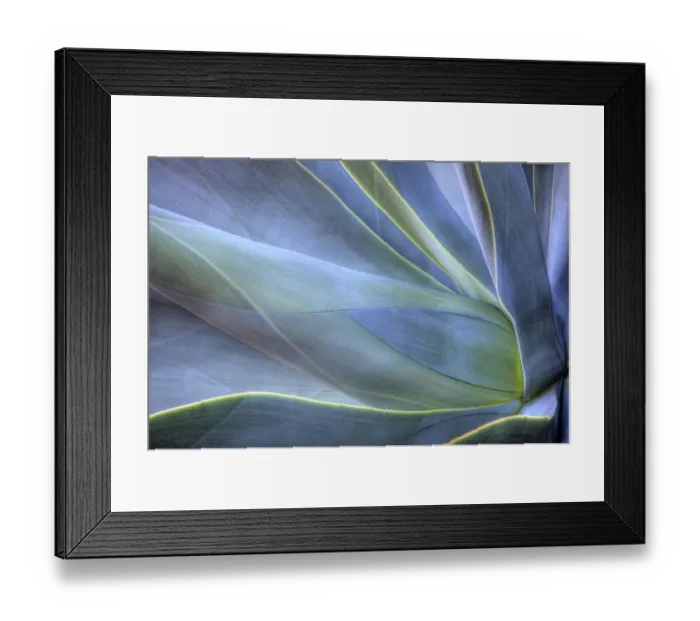 Framed Print : Close-up of Agave, Maui, Hawaii, USA