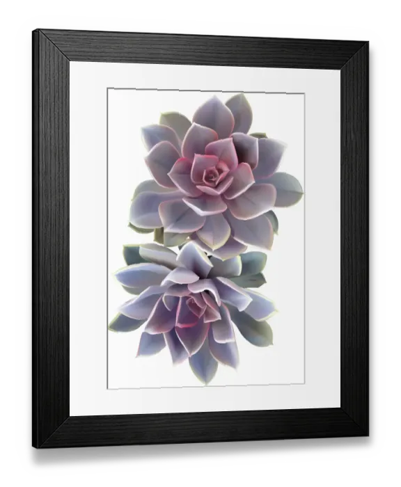 Framed Print : Purple Echeveria Pair Framed Print : Purple Echeveria Pair