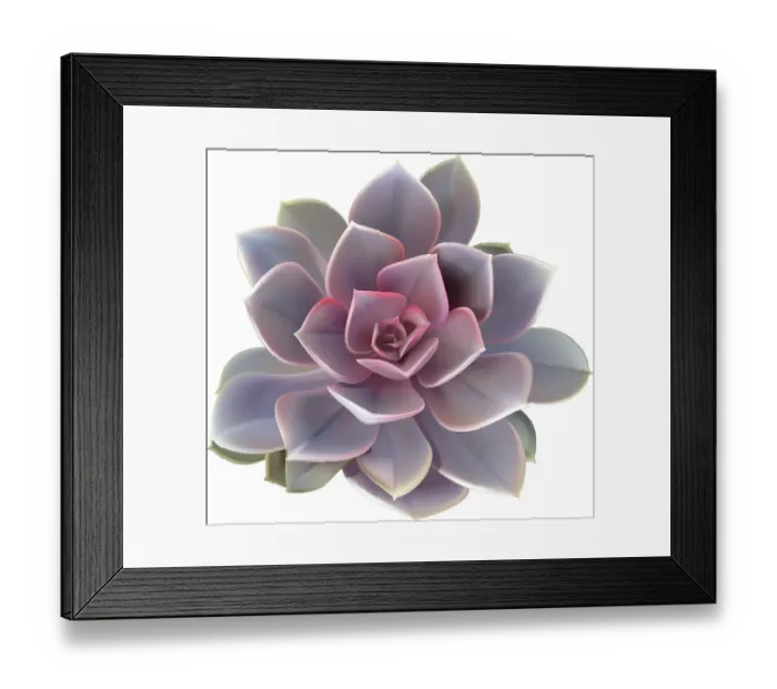 Framed Print : Perfect Purple Echeveria Framed Print : Perfect Purple Echeveria