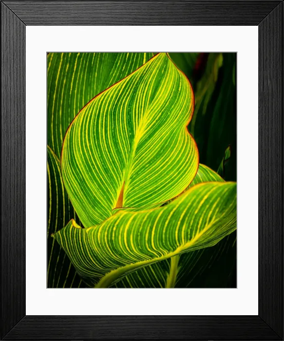 Framed Print : Vibrant Striped Green and yellow Leaves of Canna Framed Print : Vibrant Striped Green and yellow Leaves of Canna