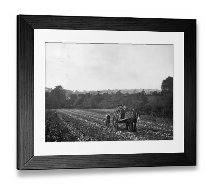 Framed Print : Mangold Harvest Framed Print : Mangold Harvest