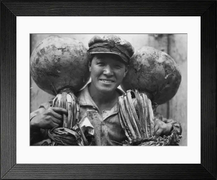 Framed Print : Turnips. circa 1930: Large white turnips shipped from Japan to Sydney Framed Print : Turnips. circa 1930: Large white turnips shipped from Japan to Sydney