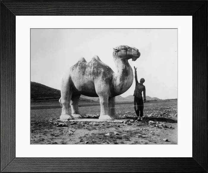 Framed Print : Stone Camel