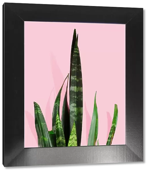 Snake plant on pink background