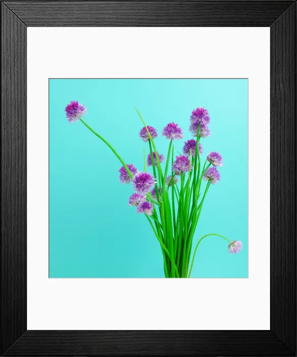 Framed Print : Chive blossoms Framed Print : Chive blossoms