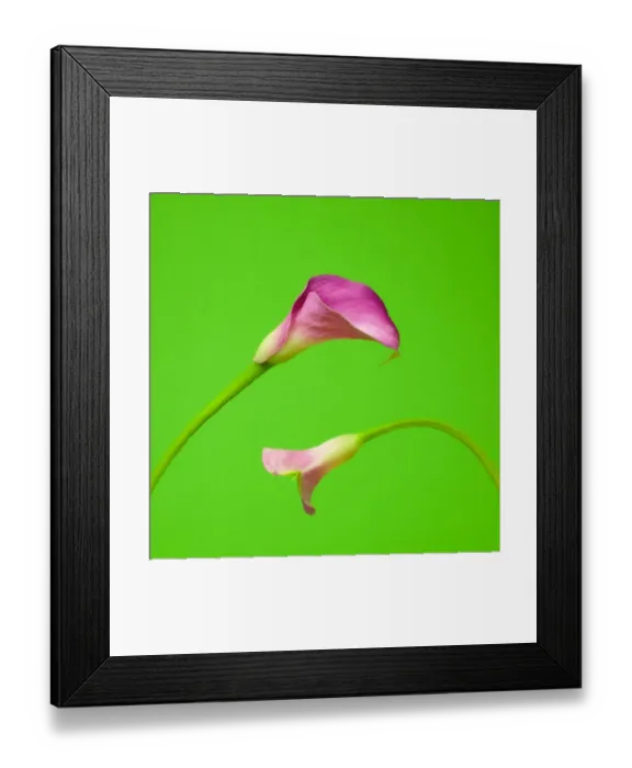 Framed Print : Calla lilies Framed Print : Calla lilies