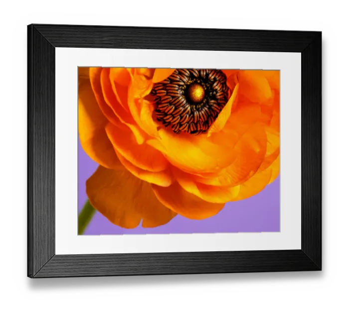 Framed Print : Macro of orange ranunculus on lavender background Framed Print : Macro of orange ranunculus on lavender background