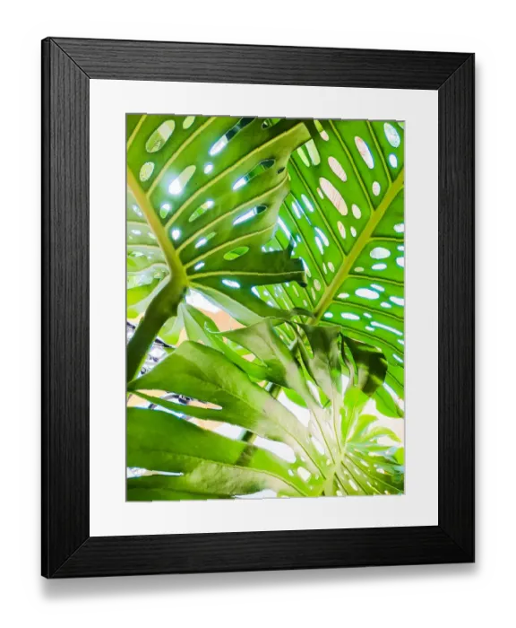 Framed Print : Monstera. Giant Monstera deliciosa leaves with fenestrations