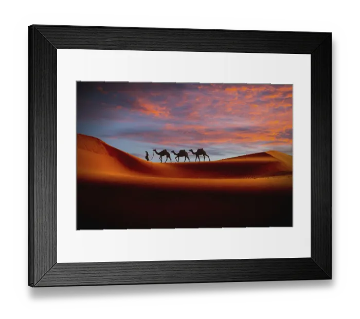 Framed Print : Middle Eastern man walking camels in desert at sunset Framed Print : Middle Eastern man walking camels in desert at sunset