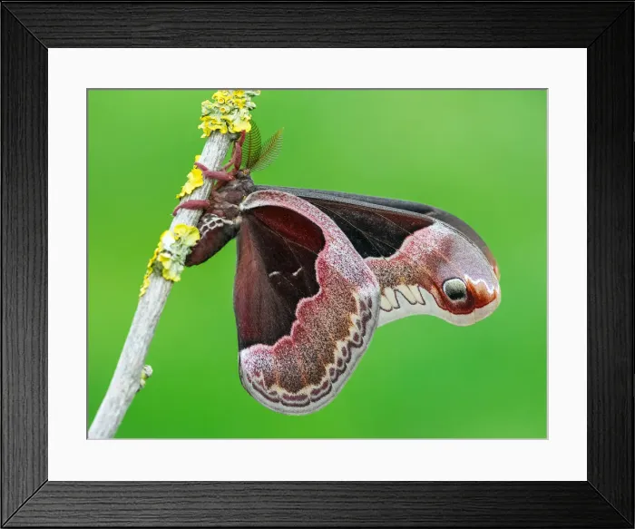 Framed Print : Callosamia promethea a Promethea silkmoth moth Framed Print : Callosamia promethea a Promethea silkmoth moth
