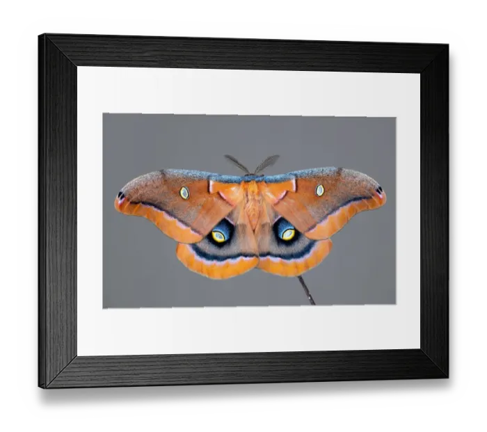 Framed Print : Antheraea polyphemus a Polyphemus moth Framed Print : Antheraea polyphemus a Polyphemus moth
