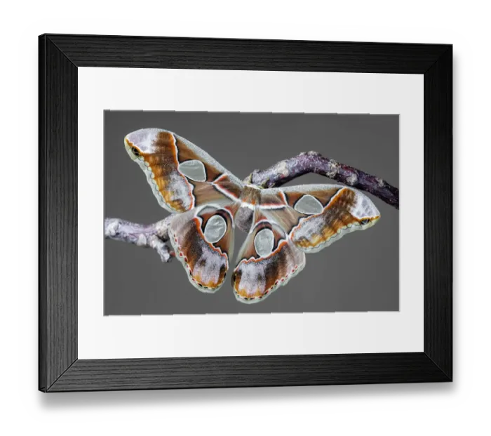 Framed Print : Rothschildia lebeau inca a Rothschilds silkmoth Framed Print : Rothschildia lebeau inca a Rothschilds silkmoth