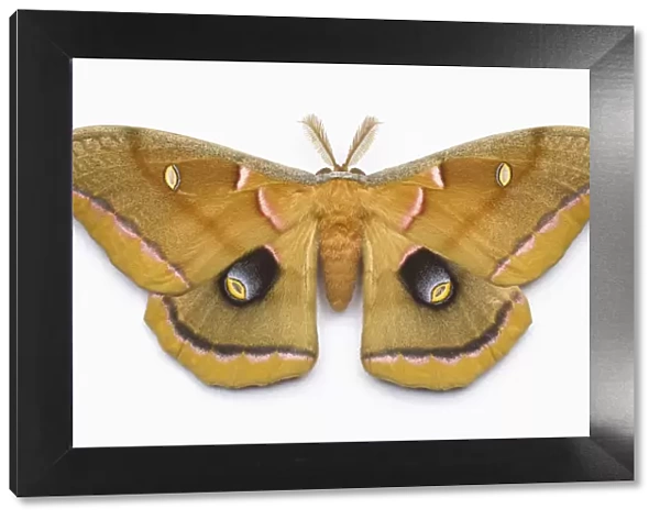 Giant silk moth (male) on white background, overhead view
