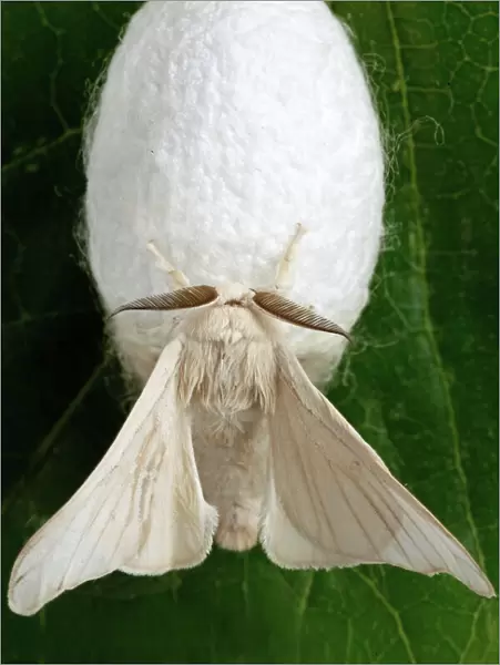 Close up of silk moth
