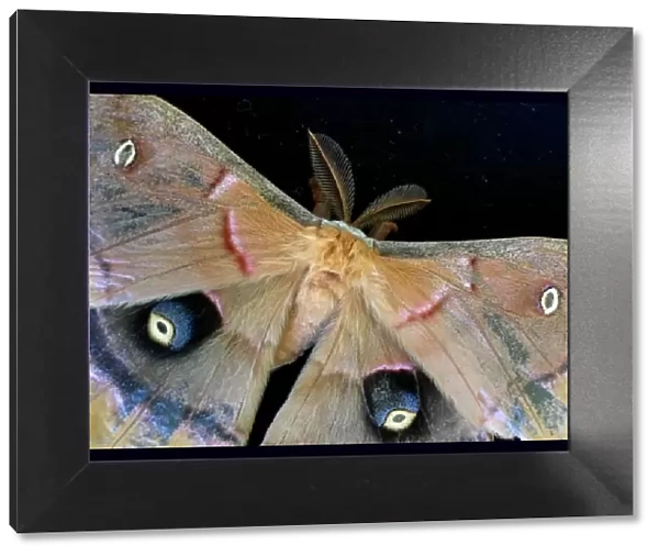 Polyphemus moth on a black background