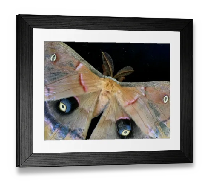 Framed Print : Polyphemus moth on a black background Framed Print : Polyphemus moth on a black background