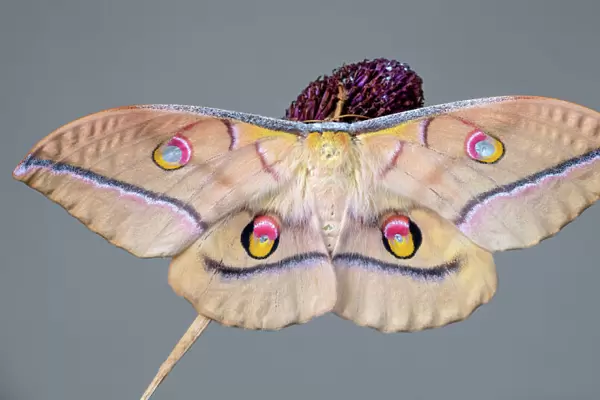 Antheraea yamamai a Japanese silk moth