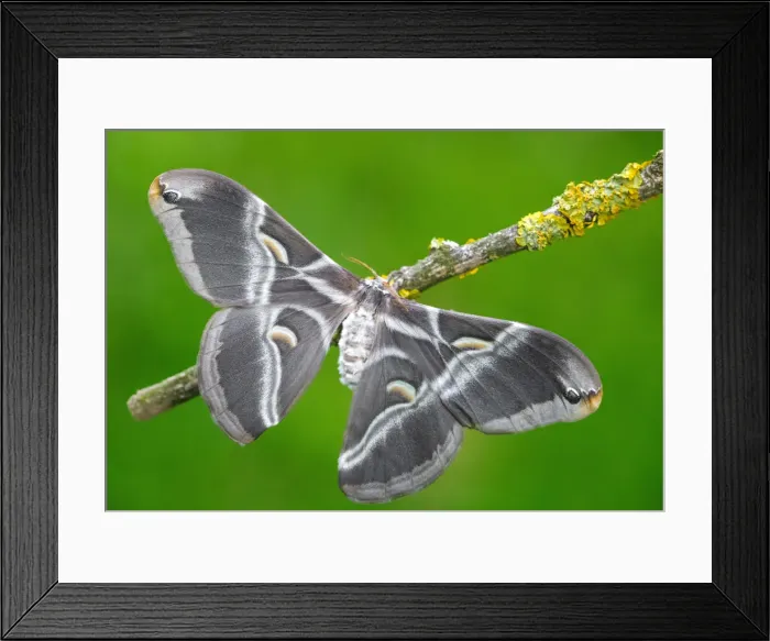 Framed Print : Samia ricini a Eri silkmoth moth Framed Print : Samia ricini a Eri silkmoth moth