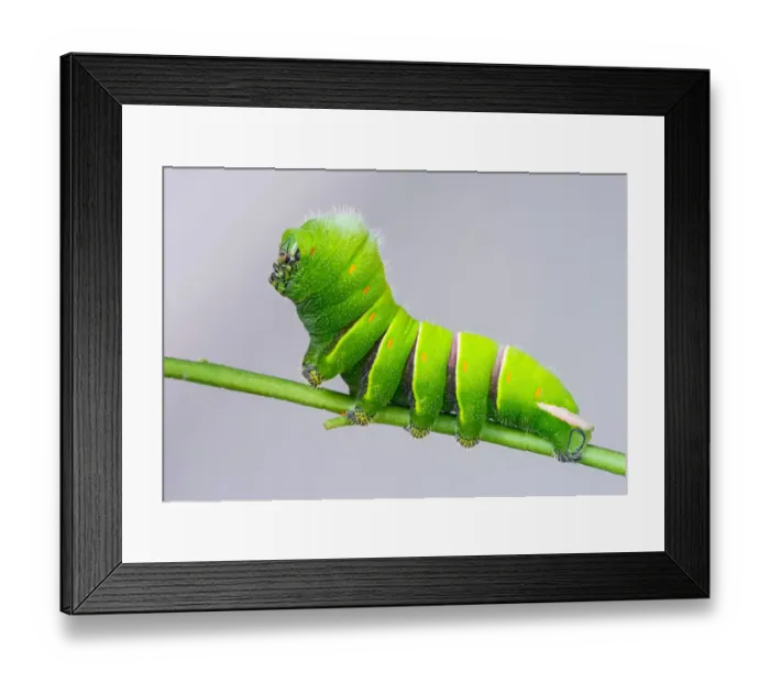Framed Print : Rothschildia lebeau inca a Rothschilds silkmoth caterpillar Framed Print : Rothschildia lebeau inca a Rothschilds silkmoth caterpillar