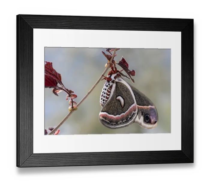 Framed Print : Glovers Silkmoth (Hyalophora gloveri), breed, Tyrol, Austria Framed Print : Glovers Silkmoth (Hyalophora gloveri), breed, Tyrol, Austria