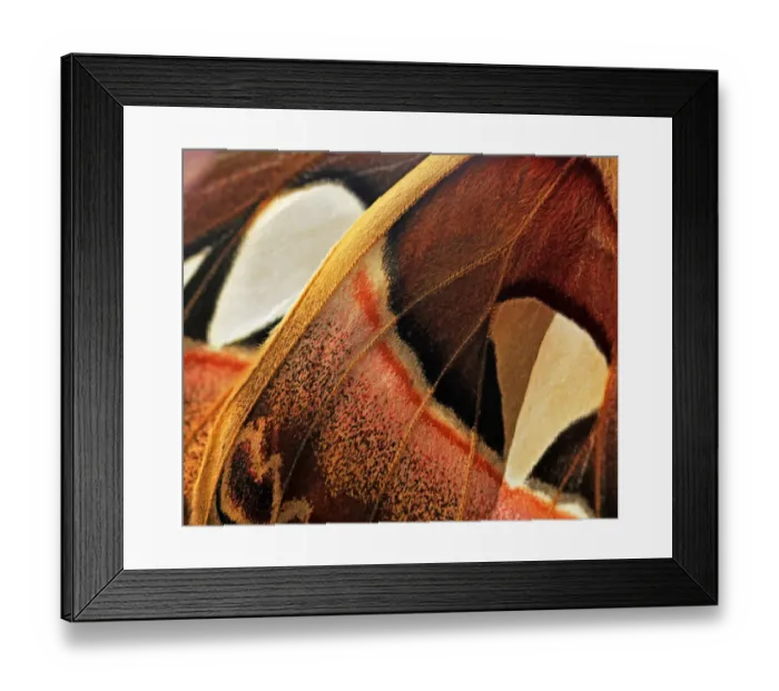 Framed Print : Atlas Moth, Attacus Atlas, Saturniidae, Lepidoptera - Macro of wings Framed Print : Atlas Moth, Attacus Atlas, Saturniidae, Lepidoptera - Macro of wings