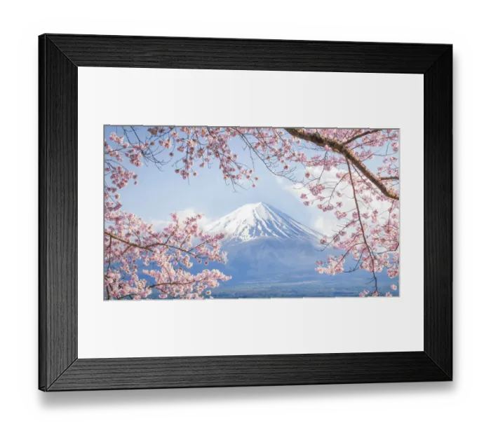 Framed Print : Fuji Mountain and Pink Sakura Branches at Kawaguchiko Lake in Spring, Japan Framed Print : Fuji Mountain and Pink Sakura Branches at Kawaguchiko Lake in Spring, Japan