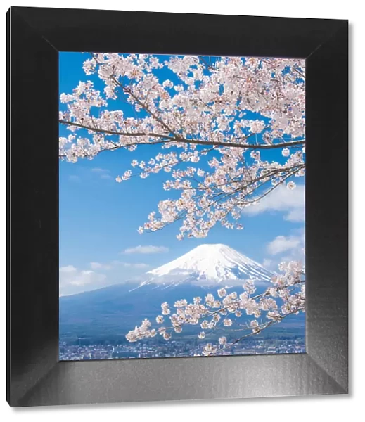 View of Mount Fuji with Cherry Blossom, Japan