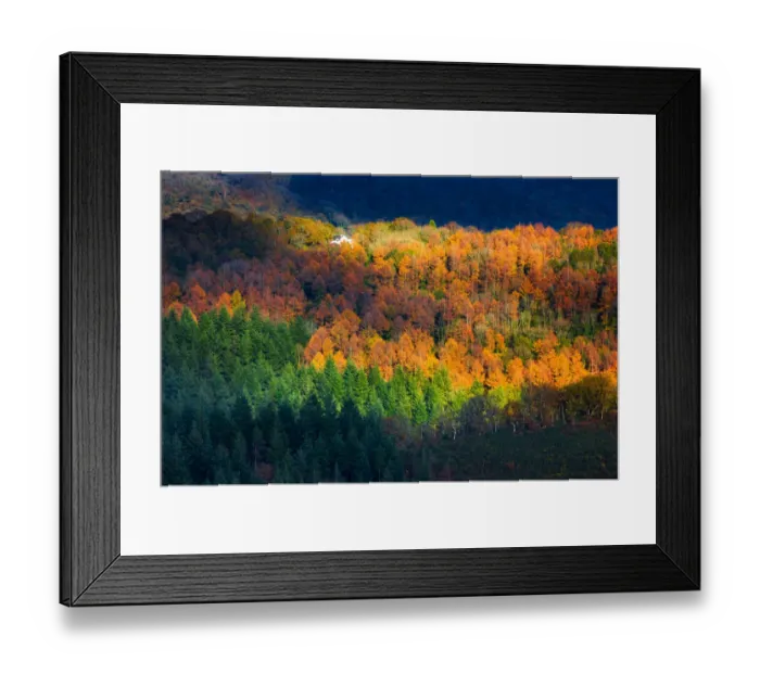 Framed Print : Amongst the trees