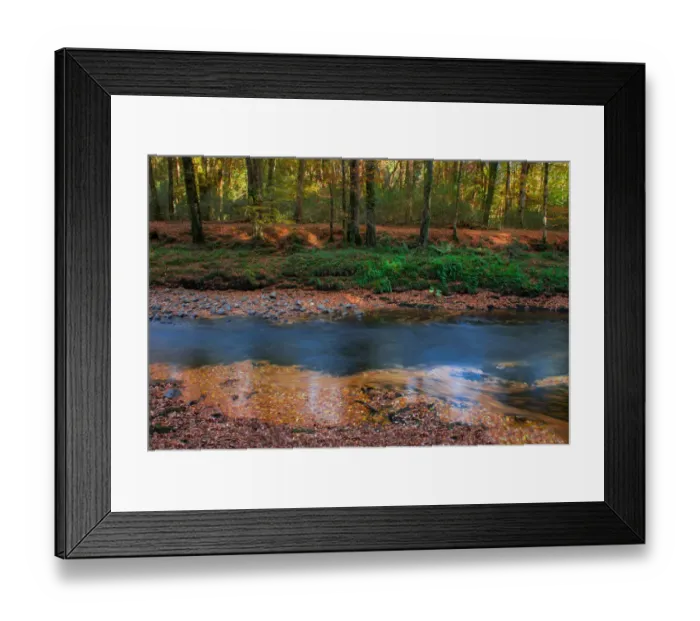 Framed Print : Whorls in the woods Framed Print : Whorls in the woods