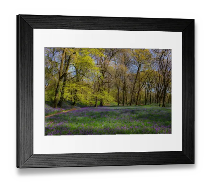 Framed Print : Bluebell glade Framed Print : Bluebell glade