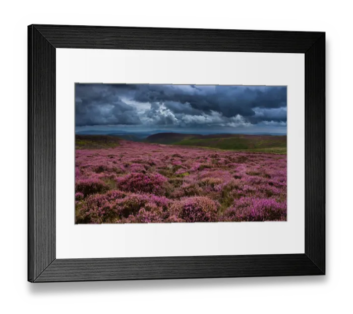 Framed Print : Purple rain Framed Print : Purple rain