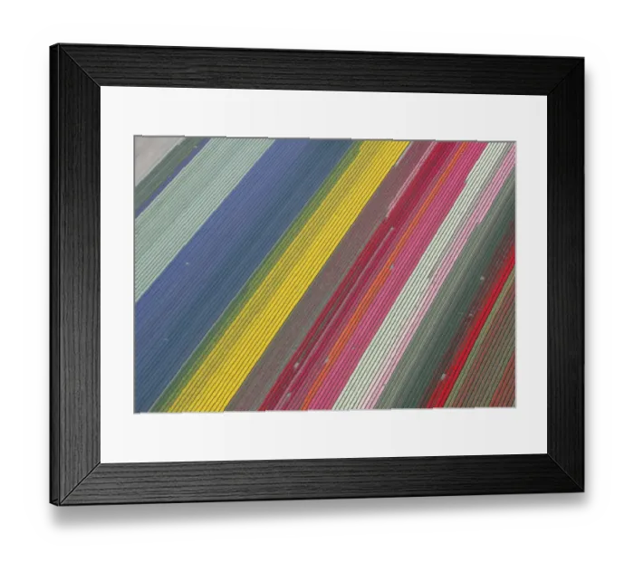 Framed Print : Aerial view of tulip fields in the Netherlands Framed Print : Aerial view of tulip fields in the Netherlands