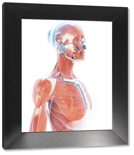 Female muscular system, artwork