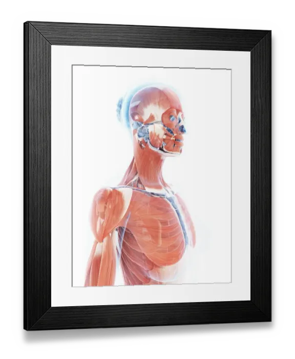 Framed Print : Female muscular system, artwork Framed Print : Female muscular system, artwork