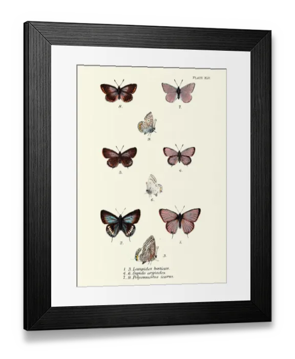 Framed Print : Butterflies, Lampides boeticus (Pea blue), Cupido argiades, Polyommatus icarus Framed Print : Butterflies, Lampides boeticus (Pea blue), Cupido argiades, Polyommatus icarus