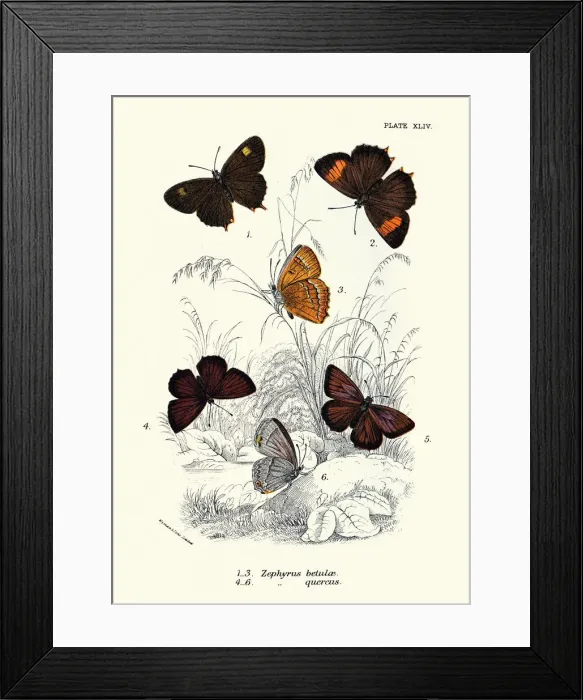 Framed Print : Butterflies, Zephyrus betulae, Quercus, Butterfly Art print Framed Print : Butterflies, Zephyrus betulae, Quercus, Butterfly Art print
