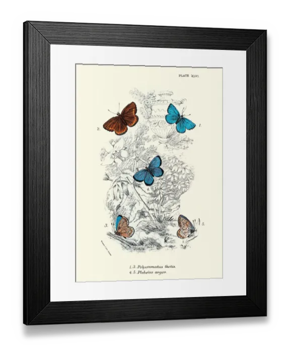 Framed Print : Butterflies, Polyommatus thetis, Plebeius argus Silver-studded blue, Butterfly Art print Framed Print : Butterflies, Polyommatus thetis, Plebeius argus Silver-studded blue, Butterfly Art print